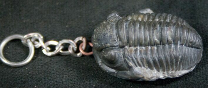 Authentic Gerastos Trilobite Fossil Pendant - Large #8122
